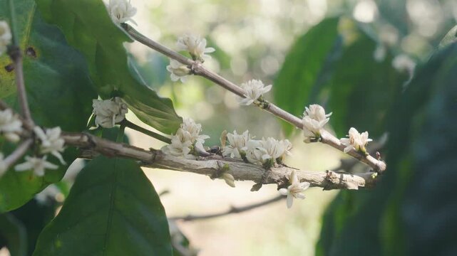 Close-up of bee pollinating white coffee flowers on branch in tropical plantation. Natural pollination process in organic coffee farming environment.