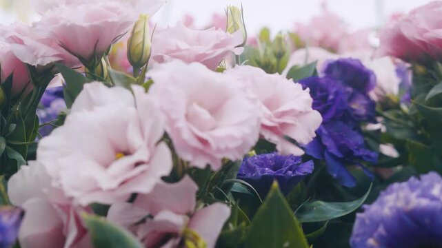 Close-up video of blooming pink and purple lisianthus flowers moving gently in soft wind with dreamy pastel tones and shallow depth of field. Romantic floral garden atmosphere.