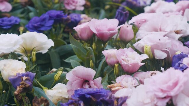 Close-up video of blooming pink and purple lisianthus flowers moving gently in soft wind with dreamy pastel tones and shallow depth of field. Romantic floral garden atmosphere.