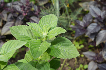 Fresh Mint Leaves in Garden © bildlove