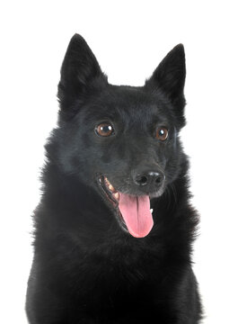  young Schipperke in studio
