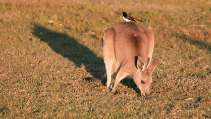 Young Kangaroo Grazing with a Willie Wagtail Bird on its Back © blueringmedia