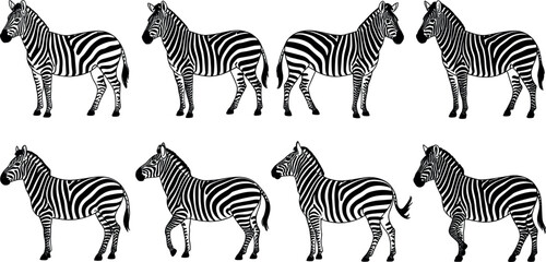 Zebra Pose Collection Vector Illustration Set with African Safari Wildlife Animals in Different Standing and Walking Positions © MdOazad
