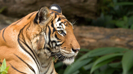 Fototapeta premium Close Up Profile of a Sumatran Tiger Resting in the Jungle
