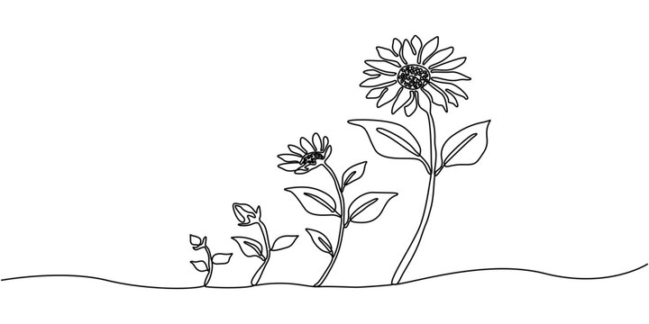 Continuous Line Drawing  Sun Flower Growth Evolution Stages Process