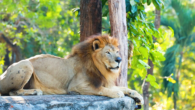 Majestic Male Lion Resting on a Rock at Korat Zoo