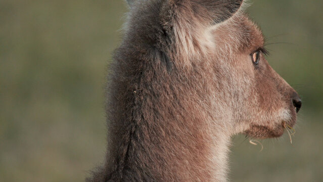 Close-up Side Profile of a Juvenile Kangaroo Chewing Grass at Sunset