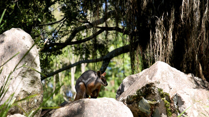 Fototapeta premium Australian Rock Wallaby Standing on Large Boulders in Natural Forest Habitat
