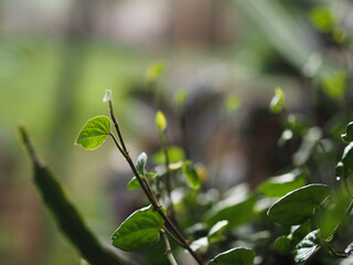 Obraz premium Fresh green leaves reaching up into soft morning light with beautiful bokeh, capturing the essence of new life, growth, and hope.