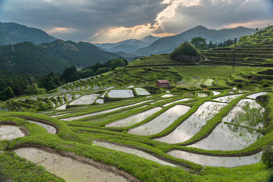 Rice terraces filled with water: A quintessential Japanese landscape. in Kumano City 