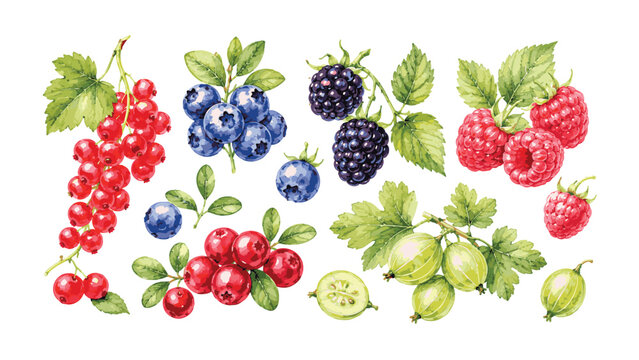 Watercolor illustration of various fresh berries with leaves.