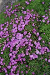 Obraz premium Pink flowers in close-up 