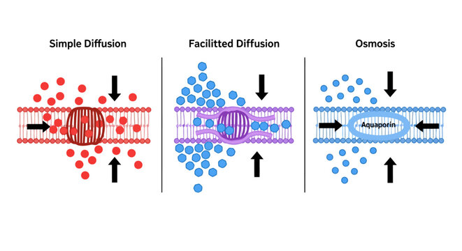 Scientific Illustration of Passive Transport Across Cell Membrane