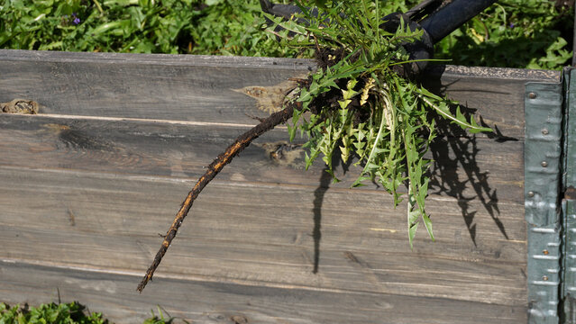 Weed puller holding freshly extracted dandelion with intact taproot and flowers above garden container. efficient weed removal, root extraction, lawn care and use of common edible medicinal plant
