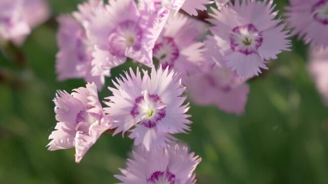 Close-up of Pink Dianthus Flowers Swaying in the Wind with Beautiful Bokeh