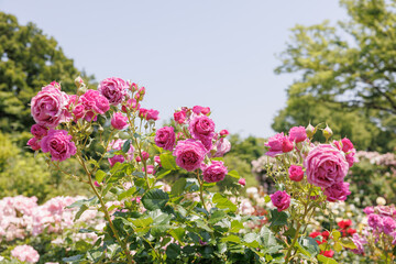 Obraz premium ガーデンに咲く美しい薔薇