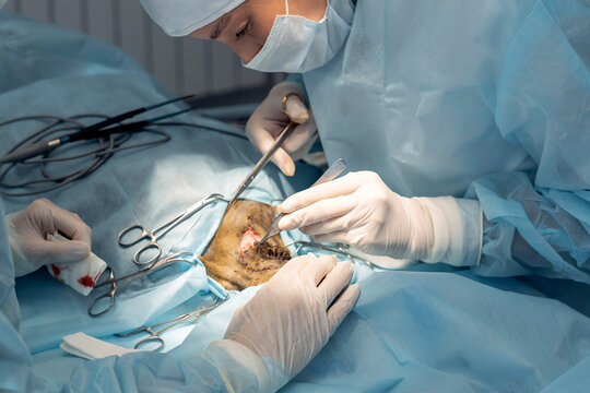 A skilled veterinary surgeon and an assistant perform a precise operation on an animal