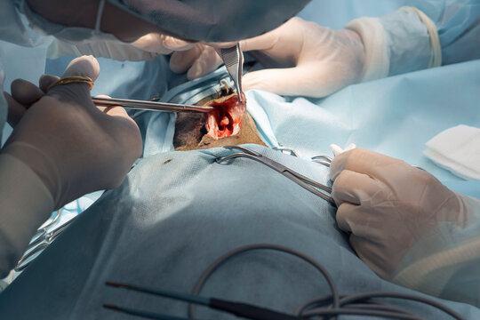 Gloved hands of a veterinary surgeon and an assistant carefully operating on an animal's ear canal during a precise medical procedure in a sterile room