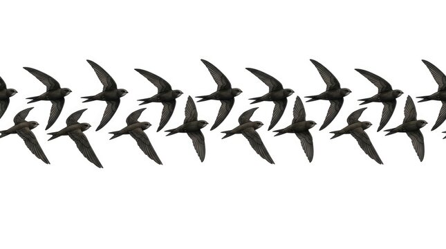 Dark Swallow Flock Flying in Horizontal Formation Against White Sky