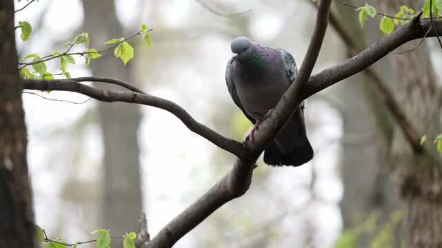 A graceful pigeon rests on a budding branch, delivering soft, cooing melodies in the gentle morning light.