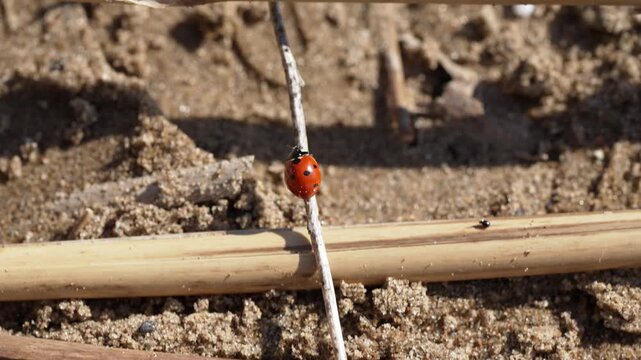 A tiny ladybug embarks on a sunlit adventure, meticulously climbing a slender reed stick against a backdrop of sun-drenched sandy ground. Its vibrant red shell gleams under the bright daytime sun.