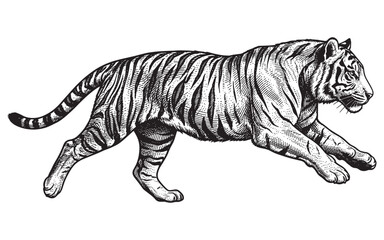 Fototapeta premium Galloping Bengal Tiger Wildlife Illustration, Vintage Hand-Drawn Engraving Style