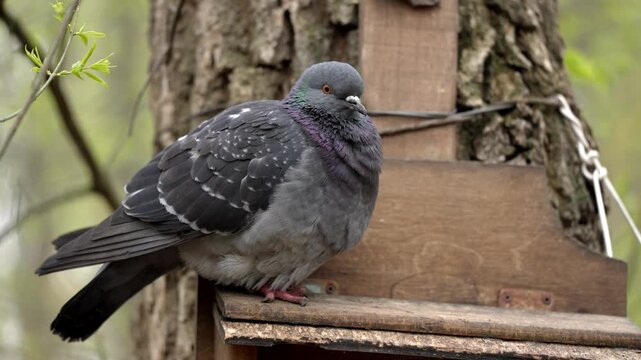 A beautiful gray rock pigeon pauses on a sturdy wooden bird feeder, nestled against a tree trunk. Its iridescent neck feathers shimmer softly in the gentle light.
