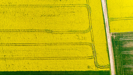 Top down aerial drone view of a vibrant yellow blooming rapeseed field with tractor tracks and technological lines, intersected by a dirt road next to a green agricultural crop field. © Adam