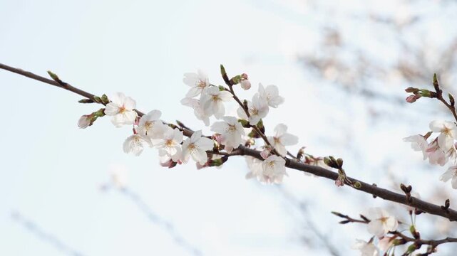 Cherry Blossoms along the Meguro River