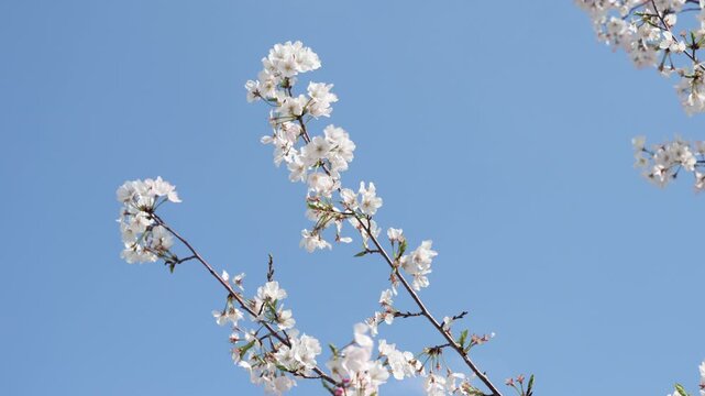 Cherry Blossoms along the Meguro River