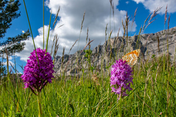 Pyramidal orchid hosting butterfly in vercors mountain meadow © Georges_Flayols