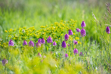 Pyramidal orchid flowers blooming in summer meadow © Georges