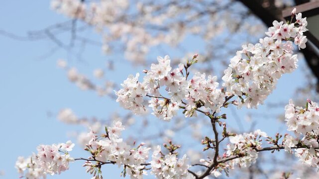 Cherry Blossoms along the Meguro River