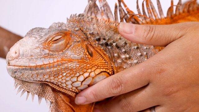Close Up of a Person Stroking a Vibrant Orange Iguana Lizard