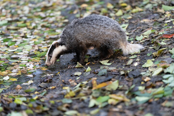 The Forest Badger (Meles Meles) in its typical drenching. The badger is a beast of the weasel family. © vaclav