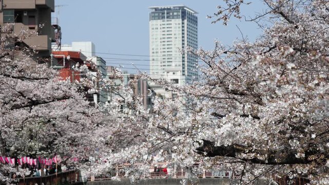 Cherry Blossoms along the Meguro River