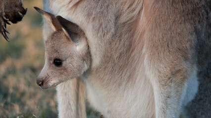 Close-up of a Kangaroo Joey Peeking from its Mother's Pouch at Sunset © blueringmedia