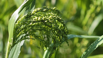 Fototapeta premium Close-Up of a Green Millet Seed Head in Bright Summer Sunlight