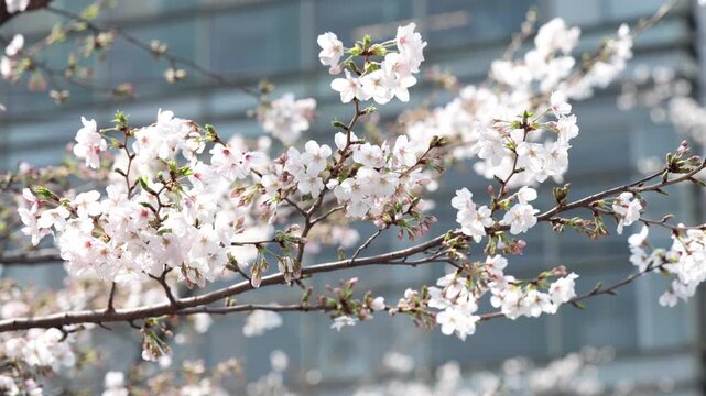 Cherry Blossoms along the Meguro River