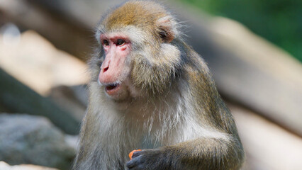 Fototapeta premium Close-up of a Rhesus Macaque Monkey Holding Fruit in a Sunlit Forest