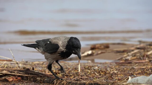 Intelligent hooded crow searching for food along a muddy riverbank, pulling a long piece of something from the ground and successfully eating its meal in its natural habitat during springtime