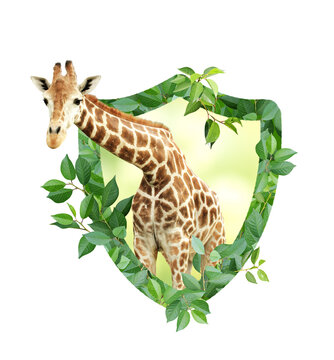 Giraffe and Shield made from green leaves. Safety, ecology, global ecological resource, go green concept. Environmental conservation, wildlife protection, Eco-friendly. Isolated on white background