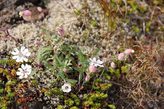 Bladder Campion in a meadow in Iceland