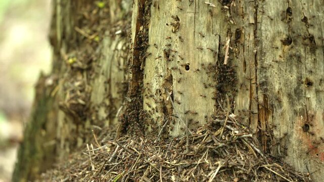 Countless small black ants crawling and swarming over their colony nest built on the bark of an old tree stump in the forest, representing teamwork, persistence, and social insect behavior
