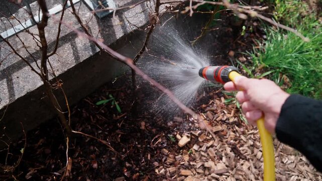 A point-of-view (POV) shot from a slightly elevated angle, looking down at a hand holding a garden hose. A gentle, wide spray of water covers a row of freshly planted hornbeam saplings. The focus is o