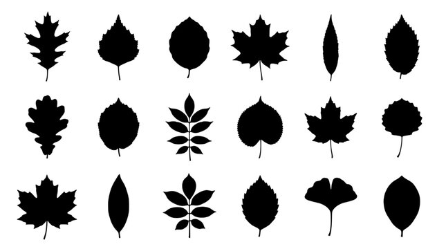 Leaves set with black silhouettes showing different leaf shapes like maple, oak, willow and acorn style foliage