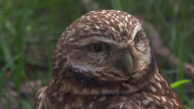 Adorable Burrowing owl turns round head toward camera, close-up