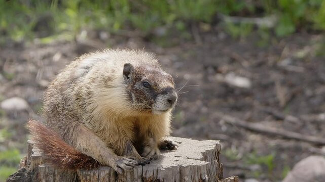 Adorable Yellow-bellied marmot grooms fur on old tree stump, close-up