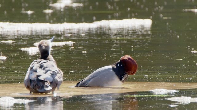Redhead duck pair preen plumage in spring pond with non-biting midges