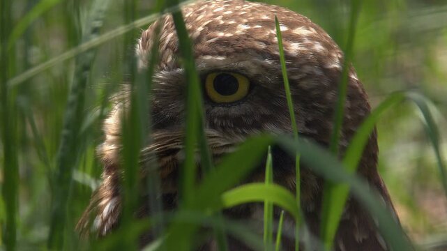 Closeup face of Burrowing owl hiding in green grass, pupils dilate